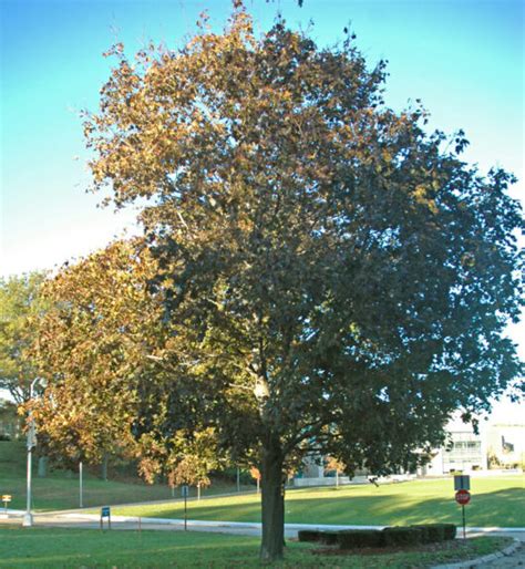norway maple tree interesting facts